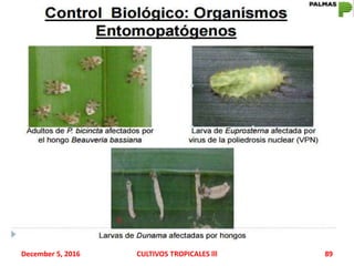 December 5, 2016 CULTIVOS TROPICALES lll 89
 