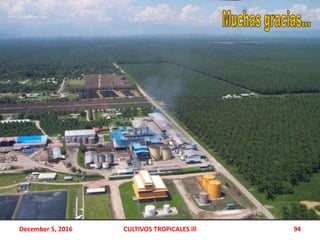 December 5, 2016 CULTIVOS TROPICALES lll 94
 