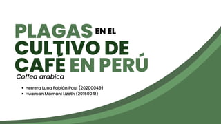 CULTIVO DE
CAFÉ EN PERÚ
PLAGAS
Coffea arabica
EN EL
Herrera Luna Fabián Paul (20200049)
Huaman Mamani Lizeth (20150041)
 