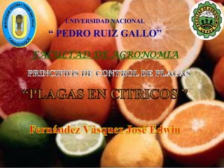 UNIVERSIDAD NACIONAL

  “ PEDRO RUIZ GALLO”

FACULTAD DE AGRONOMIA
 