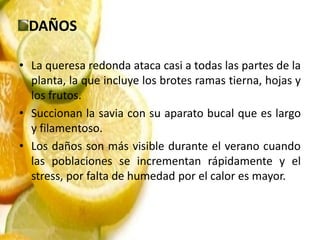 DAÑOS

• La queresa redonda ataca casi a todas las partes de la
  planta, la que incluye los brotes ramas tierna, hojas y
  los frutos.
• Succionan la savia con su aparato bucal que es largo
  y filamentoso.
• Los daños son más visible durante el verano cuando
  las poblaciones se incrementan rápidamente y el
  stress, por falta de humedad por el calor es mayor.
 