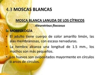 4.3 MOSCAS BLANCAS

     MOSCA BLANCA LANUDA DE LOS CÍTRICOS
                 Aleurotrixus floccosus
  MORFOLOGÍA
• El adulto tiene cuerpo de color amarillo limón, las
  alas membranosas, con escasa nervaduras.
• La hembra alcanza una longitud de 1.5 mm., los
  machos son más pequeños.
• Los huevos son ovipositados mayormente en círculos
  o arcos de círculos.
 