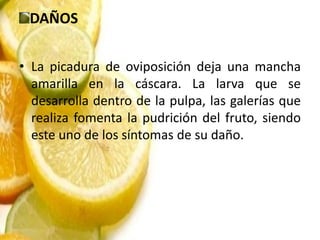 DAÑOS

• La picadura de oviposición deja una mancha
  amarilla en la cáscara. La larva que se
  desarrolla dentro de la pulpa, las galerías que
  realiza fomenta la pudrición del fruto, siendo
  este uno de los síntomas de su daño.
 