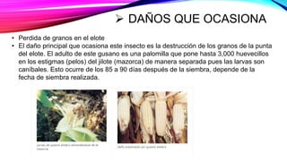  DAÑOS QUE OCASIONA
• Perdida de granos en el elote
• El daño principal que ocasiona este insecto es la destrucción de los granos de la punta
del elote. El adulto de este gusano es una palomilla que pone hasta 3,000 huevecillos
en los estigmas (pelos) del jilote (mazorca) de manera separada pues las larvas son
caníbales. Esto ocurre de los 85 a 90 días después de la siembra, depende de la
fecha de siembra realizada.
 