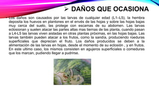  DAÑOS QUE OCASIONA
• Los daños son causados por las larvas de cualquier edad (L1–L5), la hembra
deposita los huevos en plantones en el envés de las hojas y sobre las hojas bajas
muy cerca del suelo, las protege con escamas de su abdomen. Las larvas
eclosionan y suelen atacar las partes altas mas tiernas de las planta, cuando pasan
a L4-L5 las larvas viven aisladas en otras plantas próximas, en las hojas bajas. Las
larvas también pueden atacar a los frutos, como la sandía, produciendo roeduras
superficiales que deprecian el fruto. Los daños producidos se deben a la
alimentación de las larvas en hojas, desde el momento de su eclosión , y en frutos.
En este ultimo caso, los mismos consisten en agujeros superficiales o comeduras
que los marcan, pudiendo llegar a pudrirse.
 