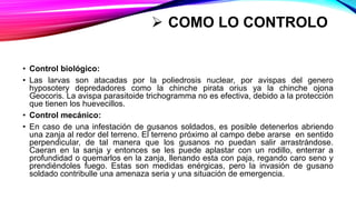  COMO LO CONTROLO
• Control biológico:
• Las larvas son atacadas por la poliedrosis nuclear, por avispas del genero
hyposotery depredadores como la chinche pirata orius ya la chinche ojona
Geocoris. La avispa parasitoide trichogramma no es efectiva, debido a la protección
que tienen los huevecillos.
• Control mecánico:
• En caso de una infestación de gusanos soldados, es posible detenerlos abriendo
una zanja al redor del terreno. El terreno próximo al campo debe ararse en sentido
perpendicular, de tal manera que los gusanos no puedan salir arrastrándose.
Caeran en la sanja y entonces se les puede aplastar con un rodillo, enterrar a
profundidad o quemarlos en la zanja, llenando esta con paja, regando caro seno y
prendiéndoles fuego. Estas son medidas enérgicas, pero la invasión de gusano
soldado contribulle una amenaza seria y una situación de emergencia.
 
