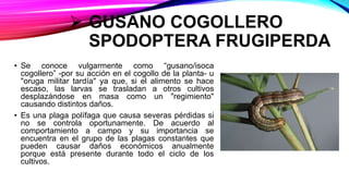  GUSANO COGOLLERO
SPODOPTERA FRUGIPERDA
• Se conoce vulgarmente como “gusano/isoca
cogollero” -por su acción en el cogollo de la planta- u
"oruga militar tardía" ya que, si el alimento se hace
escaso, las larvas se trasladan a otros cultivos
desplazándose en masa como un "regimiento"
causando distintos daños.
• Es una plaga polífaga que causa severas pérdidas si
no se controla oportunamente. De acuerdo al
comportamiento a campo y su importancia se
encuentra en el grupo de las plagas constantes que
pueden causar daños económicos anualmente
porque está presente durante todo el ciclo de los
cultivos.
 
