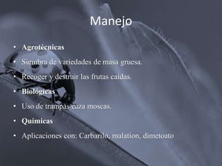 Manejo
• Agrotécnicas
• Siembra de variedades de masa gruesa.
• Recoger y destruir las frutas caídas.
• Biológicas
• Uso de trampas caza moscas.
• Químicas
• Aplicaciones con: Carbarilo, malation, dimetoato
 