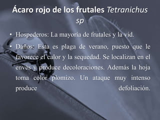 Ácaro rojo de los frutales Tetranichus
sp
• Hospederos: La mayoría de frutales y la vid.
• Daños: Esta es plaga de verano, puesto que le
favorece el calor y la sequedad. Se localizan en el
envés y produce decoloraciones. Además la hoja
toma color plomizo. Un ataque muy intenso
produce defoliación.
 