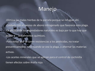 Manejo
-Elimina las malas hierbas de la parcela porque se refugian ahí.
-Cuidado con el exceso de abono nitrogenado que favorece esta plaga.
-La eficacia de los depredadores naturales es baja por lo que hay que
acudir a tratamientos químicos.
-Para evitar que se creen resistencias a los pesticidas, no tratar
preventivamente, sino cuando se vea la plaga, y alternar las materias
activas.
-Los aceites minerales que se aplican para el control de cochinilla
tienen efectos sobre Araña roja.
 