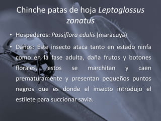 Chinche patas de hoja Leptoglossus
zonatus
• Hospederos: Passiflora edulis (maracuyá)
• Daños: Este insecto ataca tanto en estado ninfa
como en la fase adulta, daña frutos y botones
florales, estos se marchitan y caen
prematuramente y presentan pequeños puntos
negros que es donde el insecto introdujo el
estilete para succionar savia.
 
