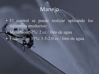 Manejo
• El control se puede realizar aplicando los
siguientes productos:
• Malathion 57%: 2 cc / litro de agua
• Endosulfan 35%: 1.5-2.0 cc / litro de agua
 