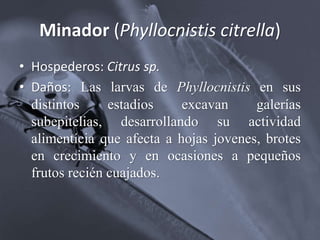 Minador (Phyllocnistis citrella)
• Hospederos: Citrus sp.
• Daños: Las larvas de Phyllocnistis en sus
distintos estadios excavan galerías
subepitelias, desarrollando su actividad
alimentícia que afecta a hojas jovenes, brotes
en crecimiento y en ocasiones a pequeños
frutos recién cuajados.
 