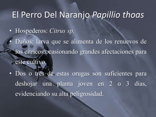 El Perro Del Naranjo Papillio thoas
• Hospederos: Citrus sp.
• Daños: larva que se alimenta de los renuevos de
los cítricos ocasionando grandes afectaciones para
este cultivo.
• Dos o tres de estas orugas son suficientes para
deshojar una planta joven en 2 o 3 días,
evidenciando su alta peligrosidad.
 