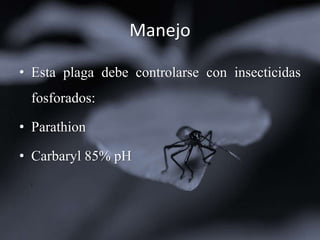 Manejo
• Esta plaga debe controlarse con insecticidas
fosforados:
• Parathion
• Carbaryl 85% pH
 