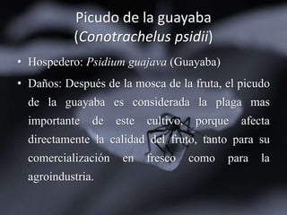 Picudo de la guayaba
(Conotrachelus psidii)
• Hospedero: Psidium guajava (Guayaba)
• Daños: Después de la mosca de la fruta, el picudo
de la guayaba es considerada la plaga mas
importante de este cultivo, porque afecta
directamente la calidad del fruto, tanto para su
comercialización en fresco como para la
agroindustria.
 