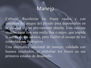 Manejo
Cultural: Recolectar los frutos caídos y con
síntomas del ataque del picudo para depositarlos en
la calicata o fosa previamente abierta. Esta calicata
se debe tapar con una malla fina o anjeo, que impida
la salida de los adultos, pero facilite el escape de los
controladores biológicos.
Una alternativa adicional de manejo, validada con
buenos resultados, es embolsar los frutos en sus
primeros estados de desarrollo.
 