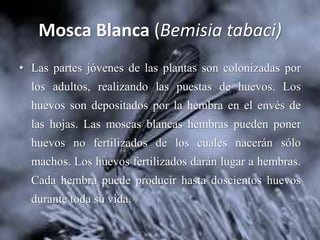 Mosca Blanca (Bemisia tabaci)
• Las partes jóvenes de las plantas son colonizadas por
los adultos, realizando las puestas de huevos. Los
huevos son depositados por la hembra en el envés de
las hojas. Las moscas blancas hembras pueden poner
huevos no fertilizados de los cuales nacerán sólo
machos. Los huevos fertilizados darán lugar a hembras.
Cada hembra puede producir hasta doscientos huevos
durante toda su vida.
 