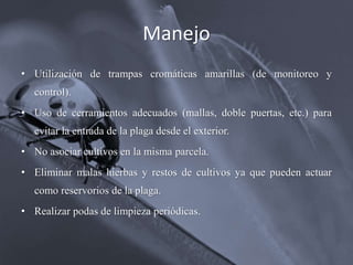 Manejo
• Utilización de trampas cromáticas amarillas (de monitoreo y
control).
• Uso de cerramientos adecuados (mallas, doble puertas, etc.) para
evitar la entrada de la plaga desde el exterior.
• No asociar cultivos en la misma parcela.
• Eliminar malas hierbas y restos de cultivos ya que pueden actuar
como reservorios de la plaga.
• Realizar podas de limpieza periódicas.
 