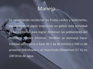 Manejo
• Se recomienda recolectar los frutos caídos y enterrarlos,
espolvoreando algún insecticida en polvo; esta actividad
es fundamental para lograr disminuir las poblaciones del
insecto a niveles mínimos. También se aconseja hacer
trampas atrayentes a base de 5 kg de melaza o 500 cc de
proteína hidrolizada y un insecticida (Malathion 57 %) en
100 litros de agua.
 
