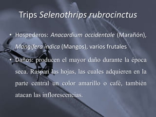 Trips Selenothrips rubrocinctus
• Hospederos: Anacardium occidentale (Marañón),
Mangifera indica (Mangos), varios frutales
• Daños: producen el mayor daño durante la época
seca. Raspan las hojas, las cuales adquieren en la
parte central un color amarillo o café, también
atacan las inflorescencias.
 