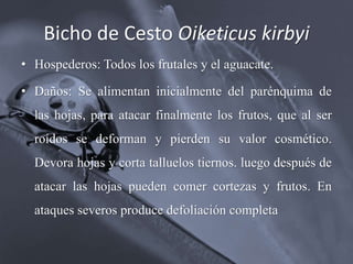 Bicho de Cesto Oiketicus kirbyi
• Hospederos: Todos los frutales y el aguacate.
• Daños: Se alimentan inicialmente del parénquima de
las hojas, para atacar finalmente los frutos, que al ser
roídos se deforman y pierden su valor cosmético.
Devora hojas y corta talluelos tiernos. luego después de
atacar las hojas pueden comer cortezas y frutos. En
ataques severos produce defoliación completa
 
