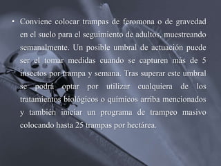 • Conviene colocar trampas de feromona o de gravedad
en el suelo para el seguimiento de adultos, muestreando
semanalmente. Un posible umbral de actuación puede
ser el tomar medidas cuando se capturen más de 5
insectos por trampa y semana. Tras superar este umbral
se podrá optar por utilizar cualquiera de los
tratamientos biológicos o químicos arriba mencionados
y también iniciar un programa de trampeo masivo
colocando hasta 25 trampas por hectárea.
 