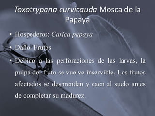 Toxotrypana curvicauda Mosca de la
Papaya
• Hospederos: Carica papaya
• Daño: Frutos
• Debido a las perforaciones de las larvas, la
pulpa del fruto se vuelve inservible. Los frutos
afectados se desprenden y caen al suelo antes
de completar su madurez.
 
