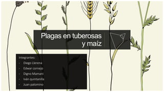 Plagas en tuberosas
y maíz
Integrantes:
- Diego Llerena
- Edwar cornejo
- Digno Mamani
- Iván quintanilla
- Juan palomino
 