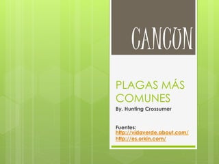 PLAGAS MÁS
COMUNES
By. Hunting Crossumer
Fuentes:
http://vidaverde.about.com/
http://es.orkin.com/
CANCUN
 