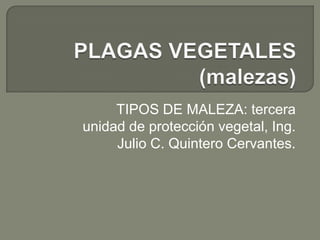 PLAGAS VEGETALES (malezas) TIPOS DE MALEZA: tercera unidad de protección vegetal, Ing. Julio C. Quintero Cervantes. 
