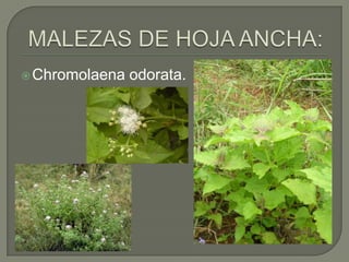MALEZAS DE HOJA ANCHA:Chromolaenaodorata.