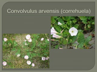Convolvulusarvensis (correhuela)