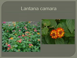 Lantana camara