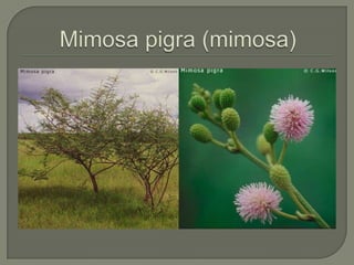 Mimosa pigra (mimosa)