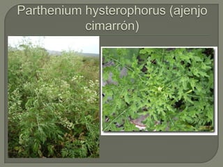 Partheniumhysterophorus (ajenjo cimarrón)