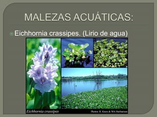 MALEZAS ACUÁTICAS:Eichhorniacrassipes. (Lirio de agua)