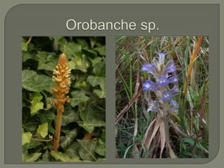 Orobanchesp.