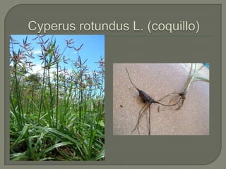 Cyperusrotundus L. (coquillo)