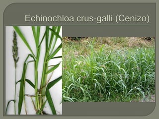 Echinochloa crus-galli (Cenizo)
