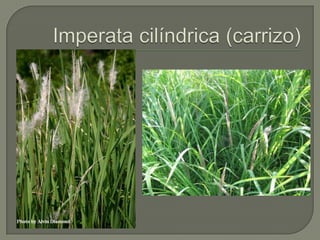 Imperata cilíndrica (carrizo)
