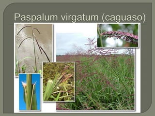 Paspalumvirgatum (caguaso)