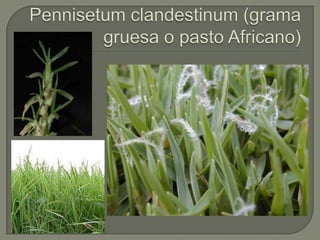Pennisetumclandestinum (grama gruesa o pasto Africano)