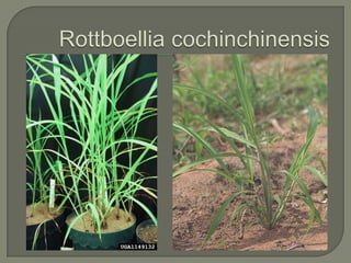 Rottboelliacochinchinensis