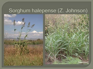 Sorghumhalepense (Z. Johnson)