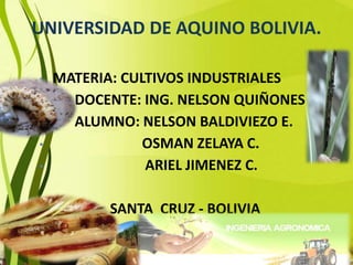 UNIVERSIDAD DE AQUINO BOLIVIA.
• MATERIA: CULTIVOS INDUSTRIALES
• DOCENTE: ING. NELSON QUIÑONES
• ALUMNO: NELSON BALDIVIEZO E.
• OSMAN ZELAYA C.
• ARIEL JIMENEZ C.
• SANTA CRUZ - BOLIVIA
 