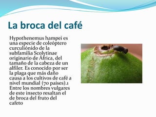 Plagas y enfermedades del café | PPTX