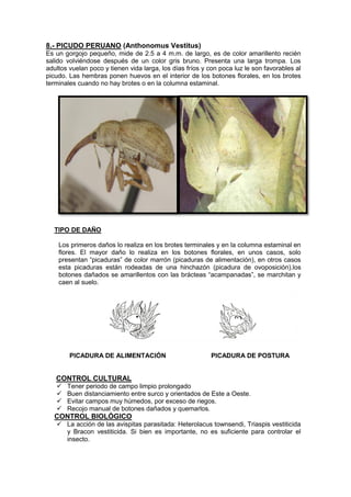 8.- PICUDO PERUANO (Anthonomus Vestitus) 
Es un gorgojo pequeño, mide de 2.5 a 4 m.m. de largo, es de color amarillento recién salido volviéndose después de un color gris bruno. Presenta una larga trompa. Los adultos vuelan poco y tienen vida larga, los días fríos y con poca luz le son favorables al picudo. Las hembras ponen huevos en el interior de los botones florales, en los brotes terminales cuando no hay brotes o en la columna estaminal. 
TIPO DE DAÑO 
Los primeros daños lo realiza en los brotes terminales y en la columna estaminal en flores. El mayor daño lo realiza en los botones florales, en unos casos, solo presentan “picaduras” de color marrón (picaduras de alimentación), en otros casos esta picaduras están rodeadas de una hinchazón (picadura de ovoposición).los botones dañados se amarillentos con las brácteas “acampanadas”, se marchitan y caen al suelo. 
PICADURA DE ALIMENTACIÓN PICADURA DE POSTURA 
CONTROL CULTURAL 
 Tener periodo de campo limpio prolongado 
 Buen distanciamiento entre surco y orientados de Este a Oeste. 
 Evitar campos muy húmedos, por exceso de riegos. 
 Recojo manual de botones dañados y quemarlos. 
CONTROL BIOLÓGICO 
 La acción de las avispitas parasitada: Heterolacus townsendi, Triaspis vestiticida y Bracon vestiticida. Si bien es importante, no es suficiente para controlar el insecto.  