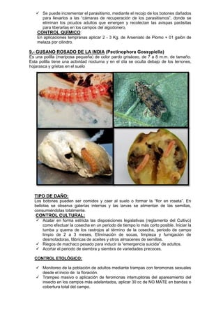  Se puede incrementar el parasitismo, mediante el recojo de los botones dañados para llevarlos a las “cámaras de recuperación de los parasitismos”, donde se eliminan los picudos adultos que emergen y recolectan las avispas parásitas para liberarlas en los campos del algodonero. 
CONTROL QUÍMICO: 
En aplicaciones tempranas aplicar 2 - 3 Kg. de Arseniato de Plomo + 01 galón de melaza por cilindro. 
9.- GUSANO ROSADO DE LA INDIA (Pectinophora Gossypiella) 
Es una polilla (mariposa pequeña) de color pardo grisáceo, de 7 a 8 m.m. de tamaño. Esta polilla tiene una actividad nocturna y en el día se oculta debajo de los terrones, hojarasca y grietas en el suelo 
TIPO DE DAÑO: 
Los botones pueden ser comidos y caer al suelo o formar la “flor en roseta”. En bellotas se observa galerías internas y las larvas se alimentan de las semillas, consumiéndolas totalmente. 
CONTROL CULTURAL: 
 Acatar en forma estricta las disposiciones legislativas (reglamento del Cultivo) como efectuar la cosecha en un periodo de tiempo lo más corto posible. Iniciar la tumba y quema de los rastrojos al término de la cosecha, periodo de campo limpio de 2 a 3 meses, Eliminación de socas, limpieza y fumigación de desmotadoras, fábricas de aceites y otros almacenes de semillas. 
 Riegos de machaco pesado para inducir la “emergencia suicida” de adultos. 
 Acortar el periodo de siembra y siembra de variedades precoces. 
CONTROL ETOLÓGICO: 
 Monitoreo de la población de adultos mediante trampas con feromonas sexuales desde el inicio de la floración. 
 Trampeo masivo o aplicación de feromonas interruptoras del apareamiento del insecto en los campos más adelantados, aplicar 30 cc de NO MATE en bandas o cobertura total del campo.  
