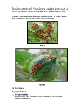 Son chinches cuyo color varía del amarillamiento y anaranjado al rojo, con o sin la extremidad posterior negrusca. La hembra mide de 13 a 14 m.m. de largo, siendo los machos más pequeños. La característica de estos chinches es que siempre están 
copulando, encontrándose frecuentemente parejas unidas por el extremo posterior. Las hembras ponen sus huevos en el suelo entre las hojarascas. 
NINFA 
ADULTO 
TIPO DE DAÑO: 
Hay 2 tipos de daños. 
A.- DAÑOS DIRECTOS: 
Son producidos por la acción de la picadura del insecto, lo que ocasiona: 
 Caída de botones florales. 
 